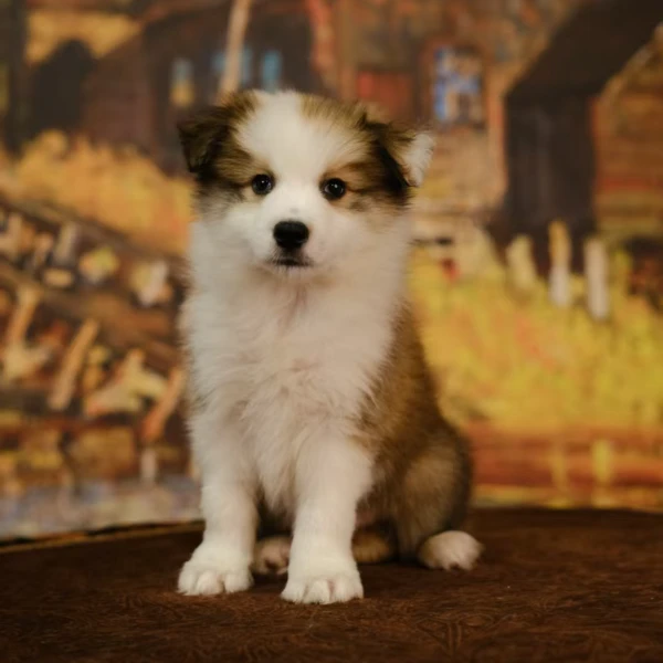 【摩根帝国专属】（焦糖）雕色弟弟边牧幼犬