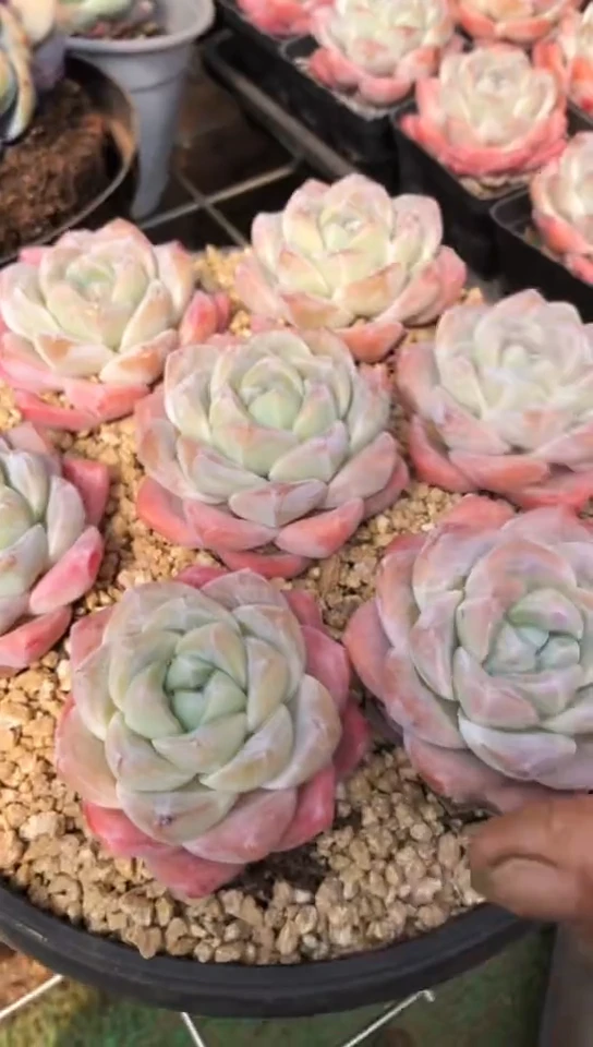 【闪购商品】樱花粉冰玉单头2颗