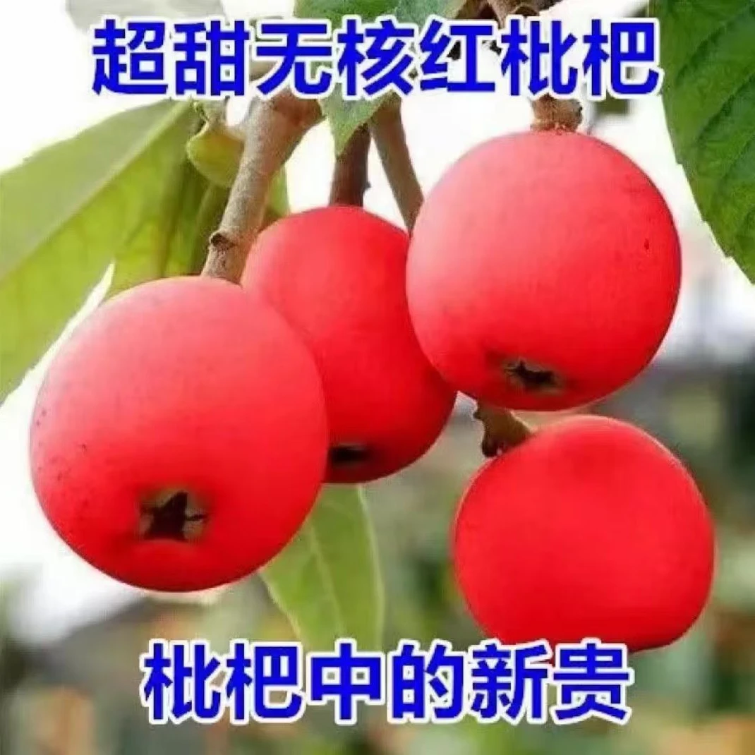 【枇杷树苗】红肉无籽无核砂糖枇杷苗新品南方北方抗旱耐寒果树苗