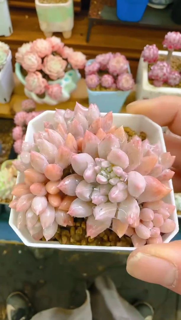 【闪购商品】福—094—仙农（阿紫）