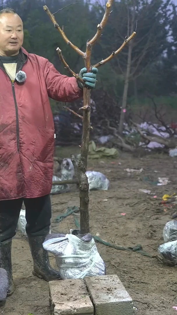 完全开放感**心枣树241