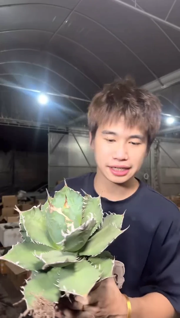 蓝霸龙 龙舌兰【带根】