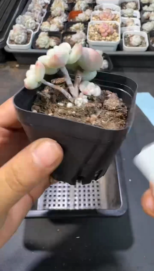 【闪购商品】25号到手1棵--江北一物一拍