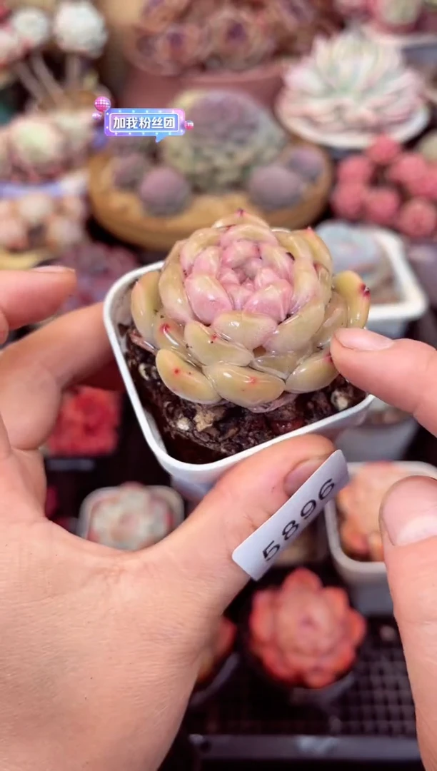 【闪购商品】5896单头多肉