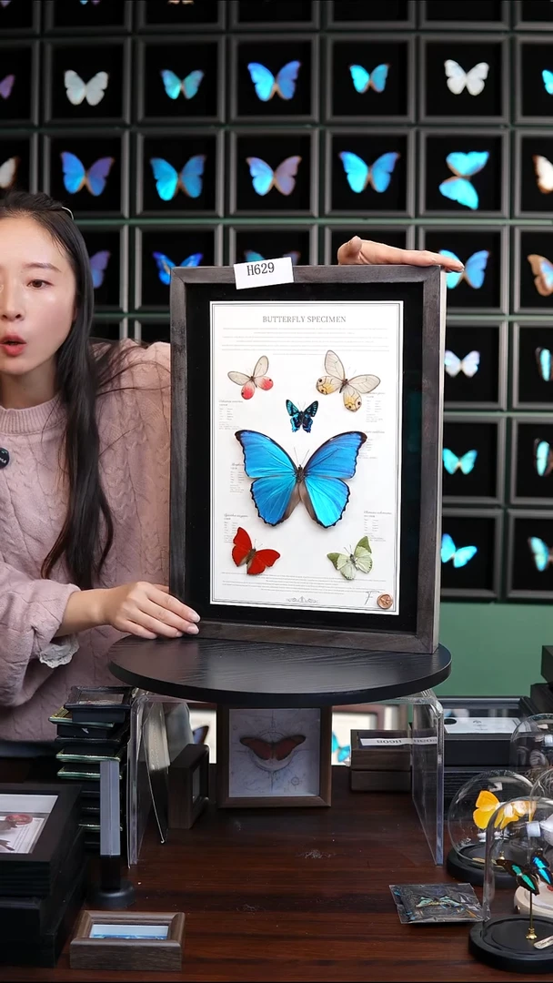 蝴蝶标本摆件竞拍H629