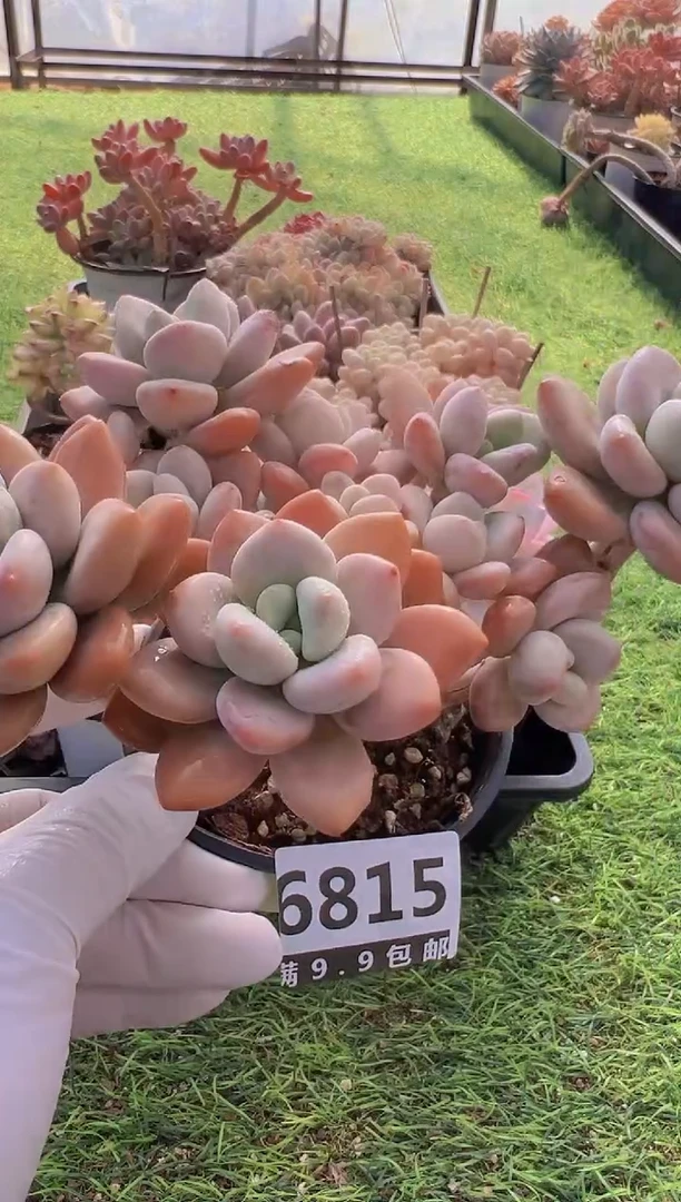 【闪购商品】信福多肉一物一拍