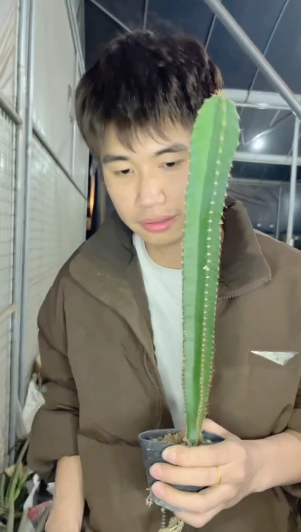 【闪购商品】实生根 秘鲁苹果 高30cm+