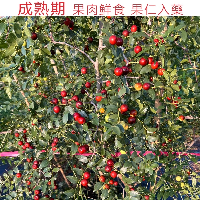 酸枣苗高产药用双仁酸枣树活苗酸枣仁苗中药材晋酸3号山枣野生