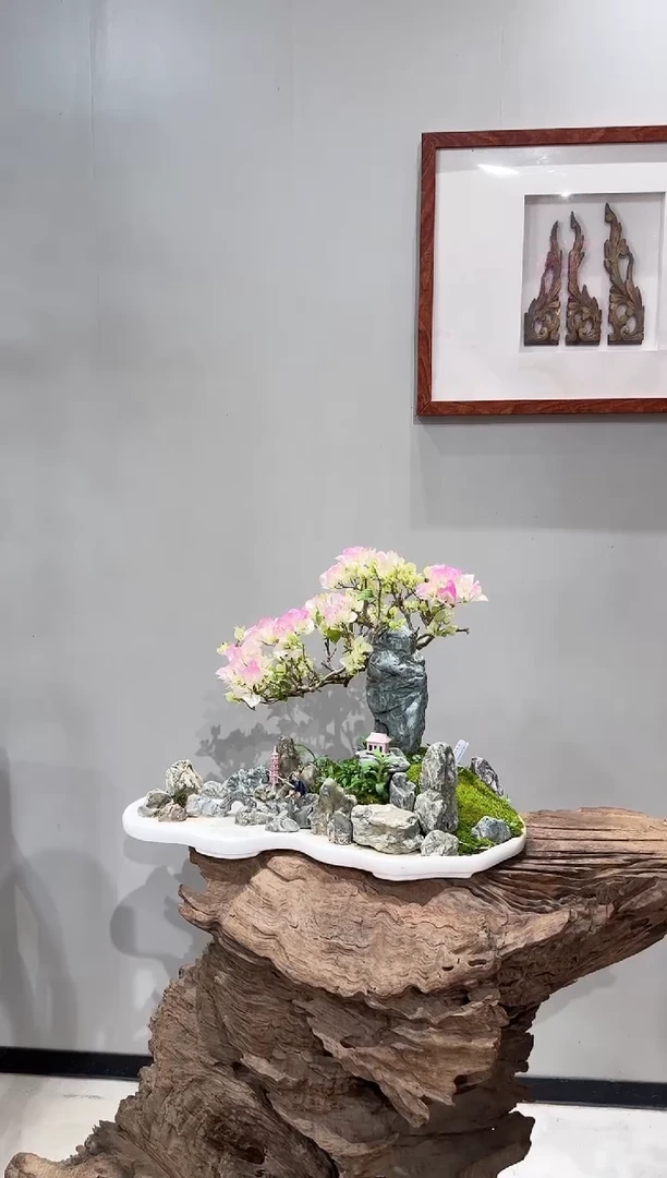 【闪购商品】盆景绿樱老粧三角梅