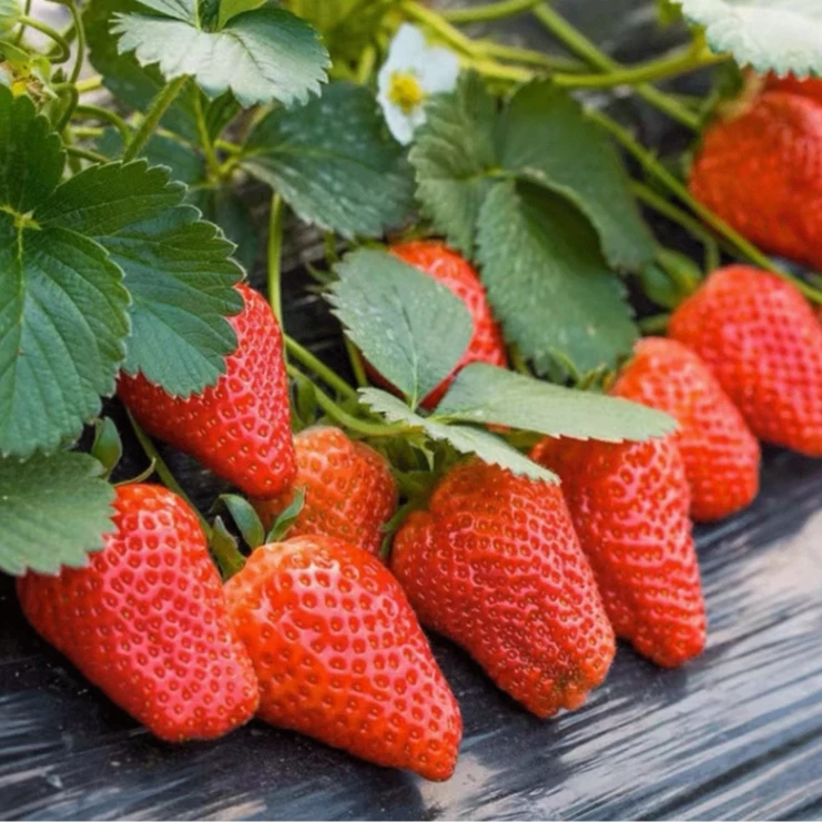 奶油红色草莓种子四季种植室内阳台盆栽水果白草莓食用草莓种子孑