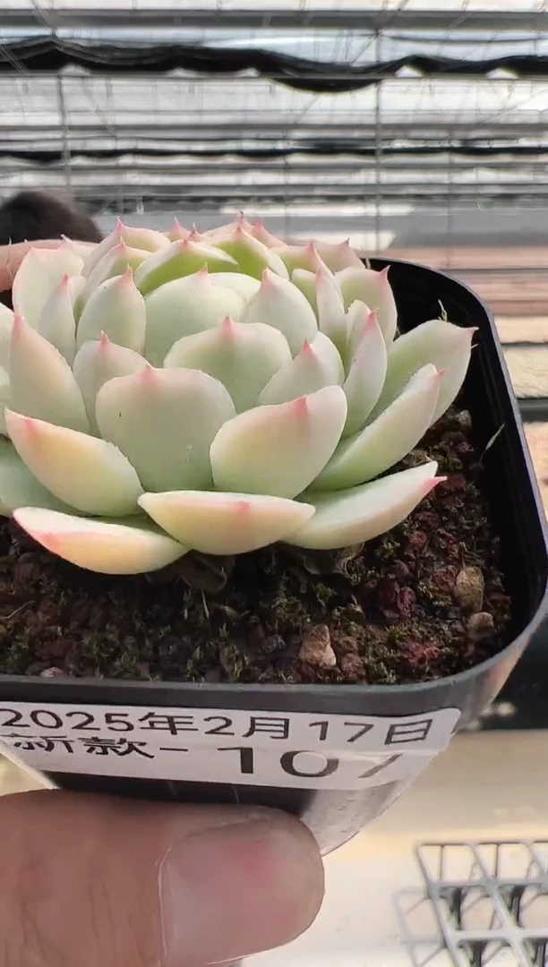 【闪购商品】新款多肉-107