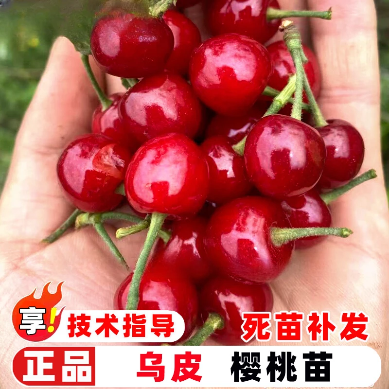 樱桃树苗嫁接中华乌皮土樱桃树苗南方早熟黑珍珠樱桃苗北方盆地栽