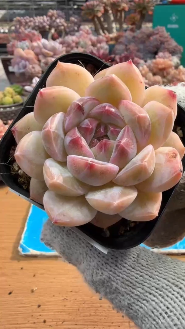 东云多肉园三店-157