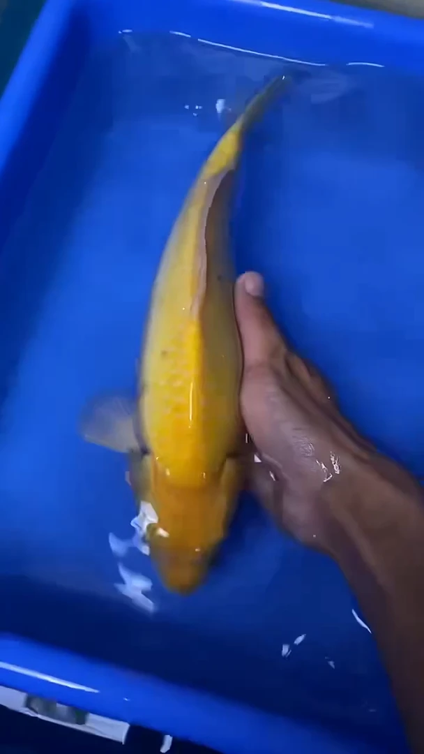 锦鲤芥子33公分不包邮