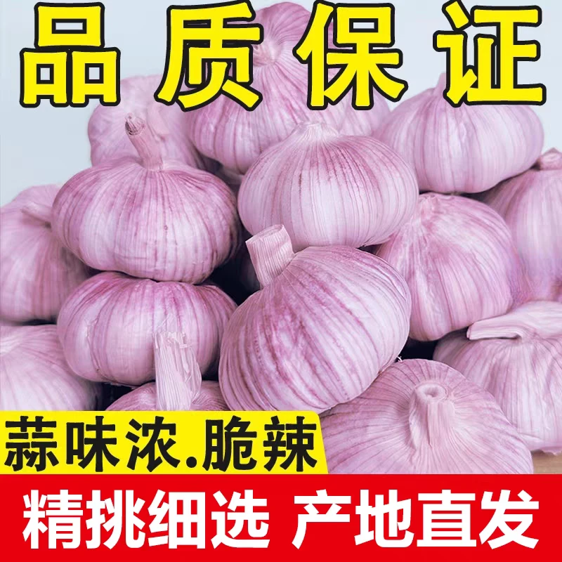 紫皮大蒜头新鲜干蒜农产品生鲜特产可吃可种植