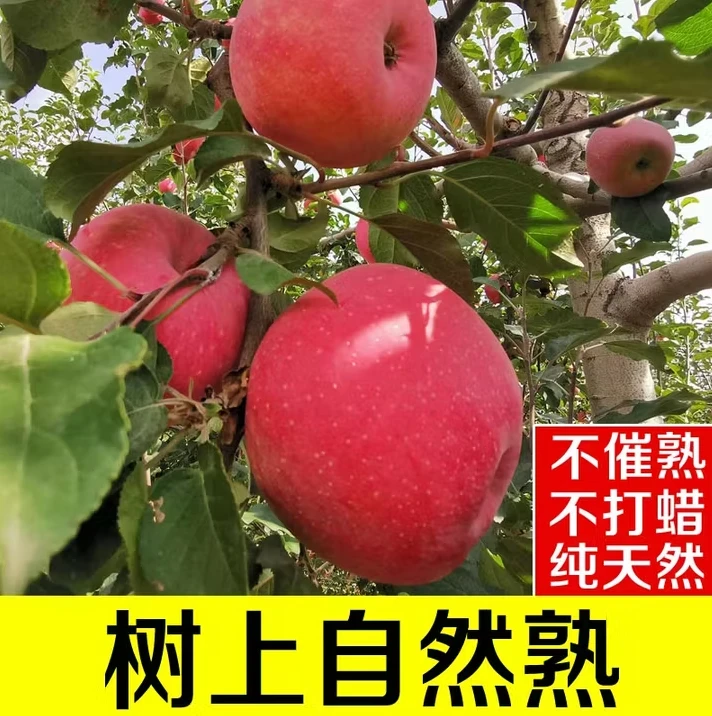山东红富士苹果新鲜脆甜多汁产地直发五斤或十斤包邮