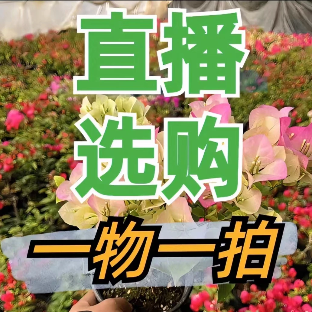 三角梅一物一拍15运输会掉花落叶或者打焉，介意慎拍