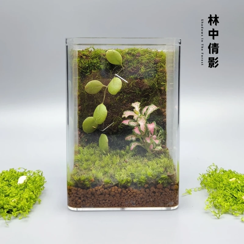 林中倩影苔藓造景石豆兰桌面摆件生态微景观好养绿植创意礼物