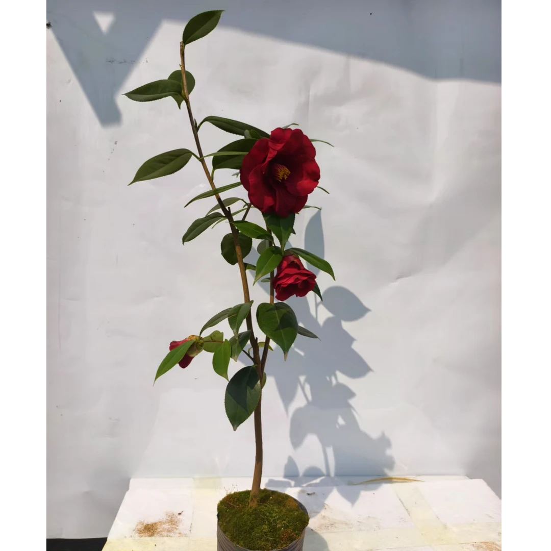 山茶花皇家天鹅绒