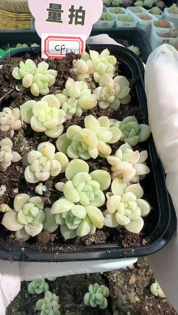CF1切糕1盒 量拍混发