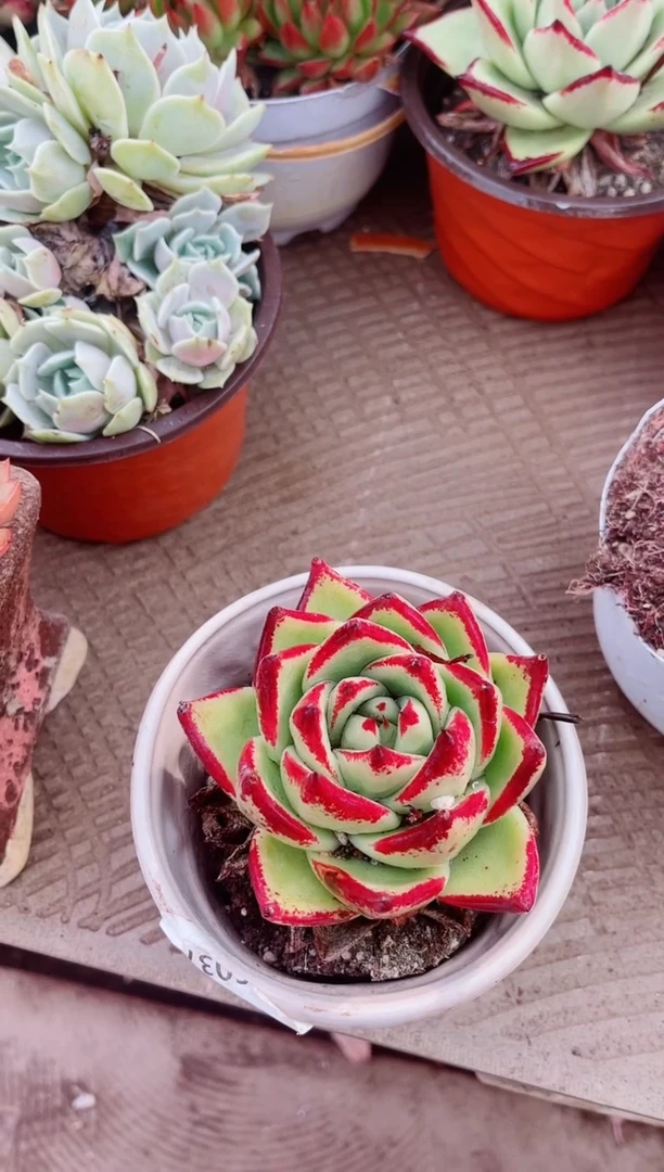 31179多肉植物一物一拍