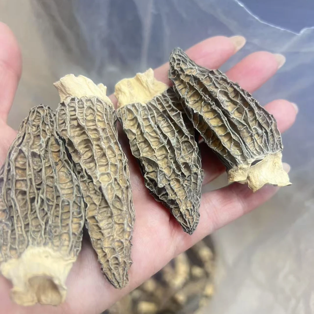 当季头茬羊肚菌精品干羊肚菌 干货 肉质厚实煲汤佳品