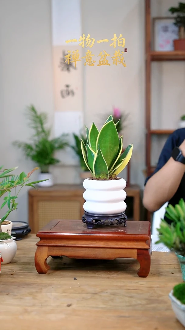 完全开放曦*～虎皮兰347