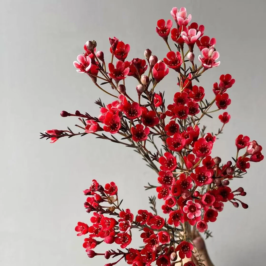 【噗噗的玫瑰花园】新年年花  红色腊梅1扎（300g左右）