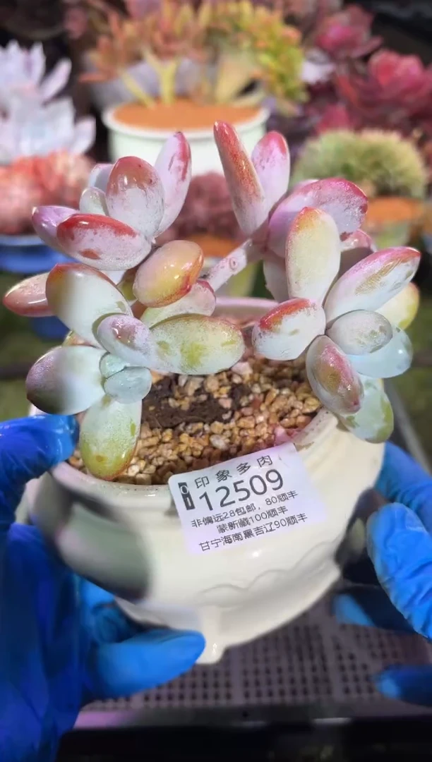 【闪购商品】12509