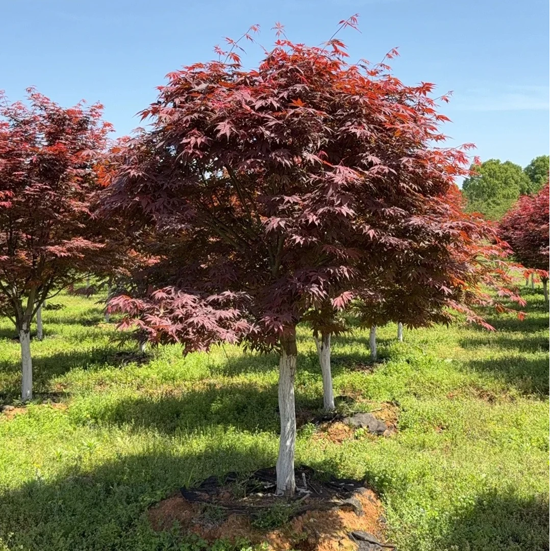 耐寒红枫树红色适合庭院盆栽地栽南北方都能种蚂蝗石楠花绿植室外
