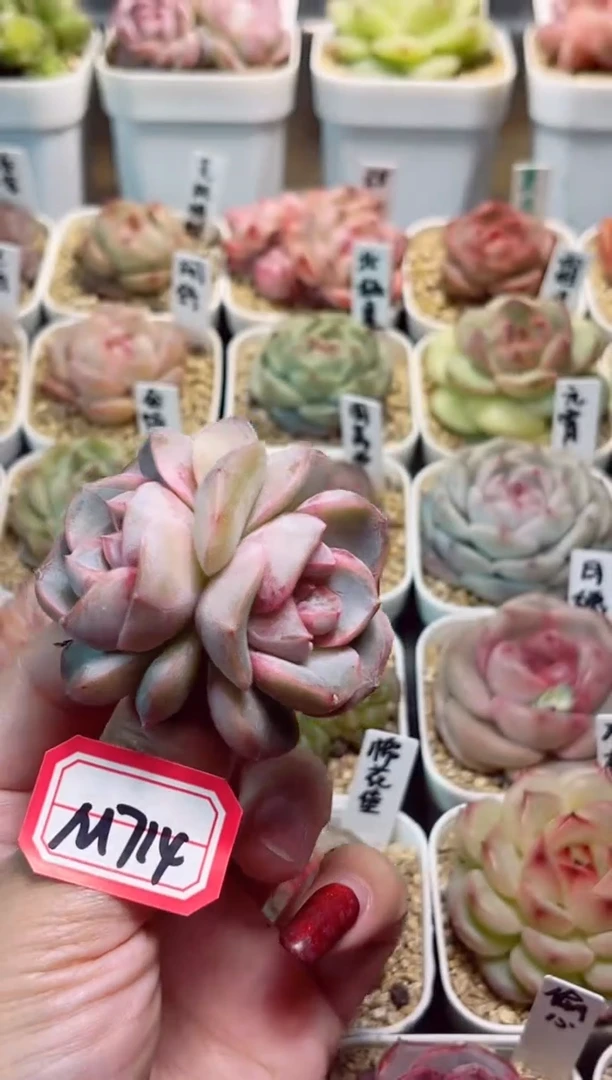 【闪购商品】一物一拍M714凤羽