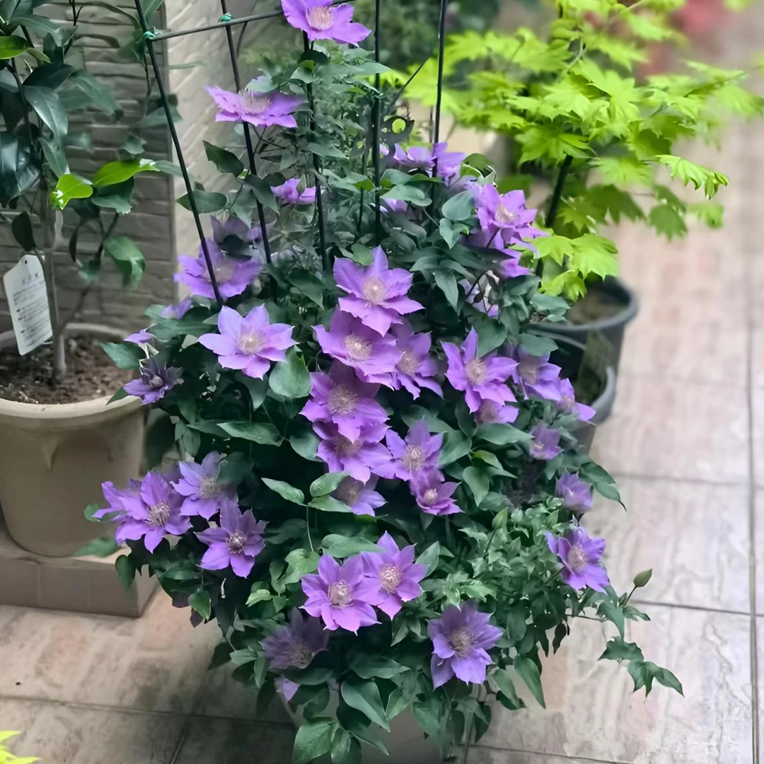 蓝坤园艺铁线莲（啤酒）大道铁带土庭院阳台花卉藤本攀援植物季节