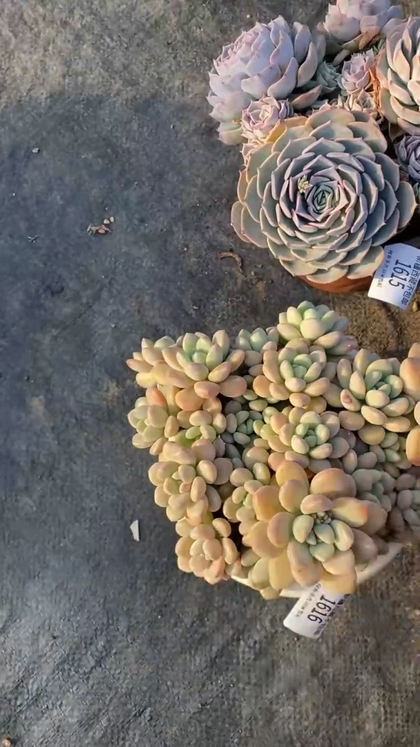 【闪购商品】1616白鹿