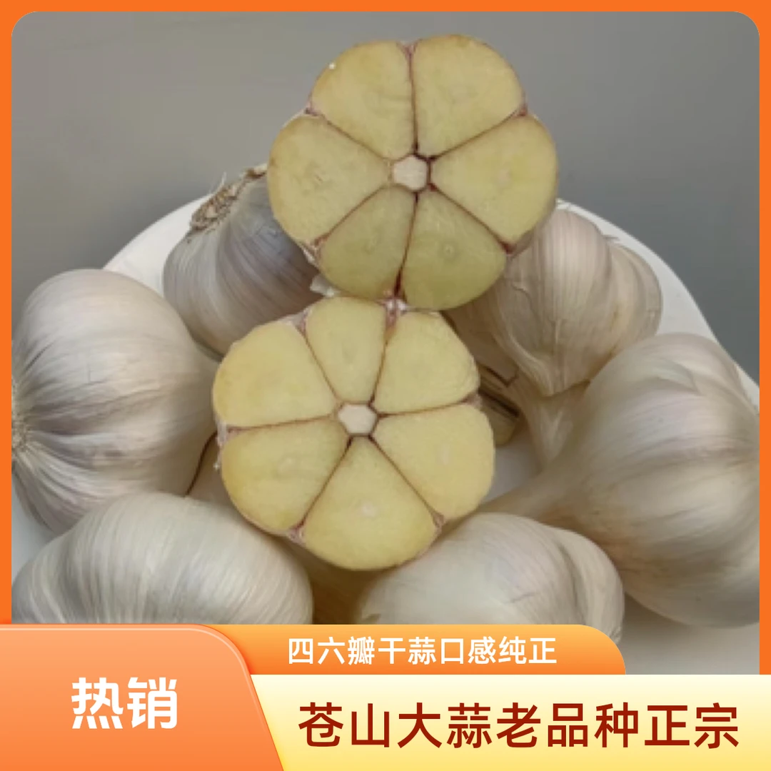 2025年苍山大蒜四六瓣干蒜可吃可种老品种