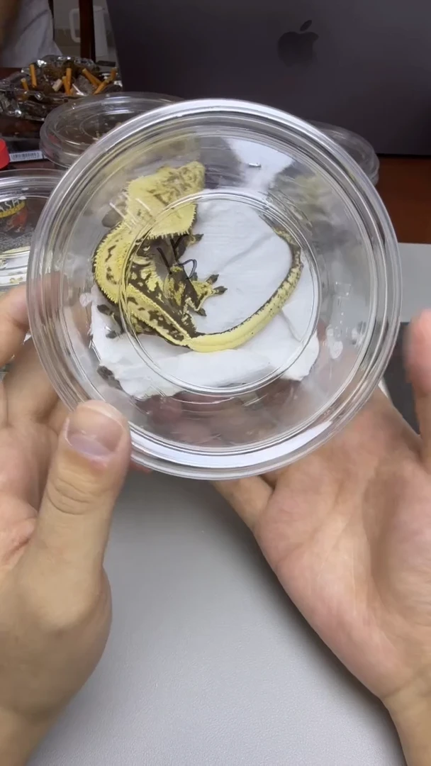 睫角守宫捷角守宫奶油