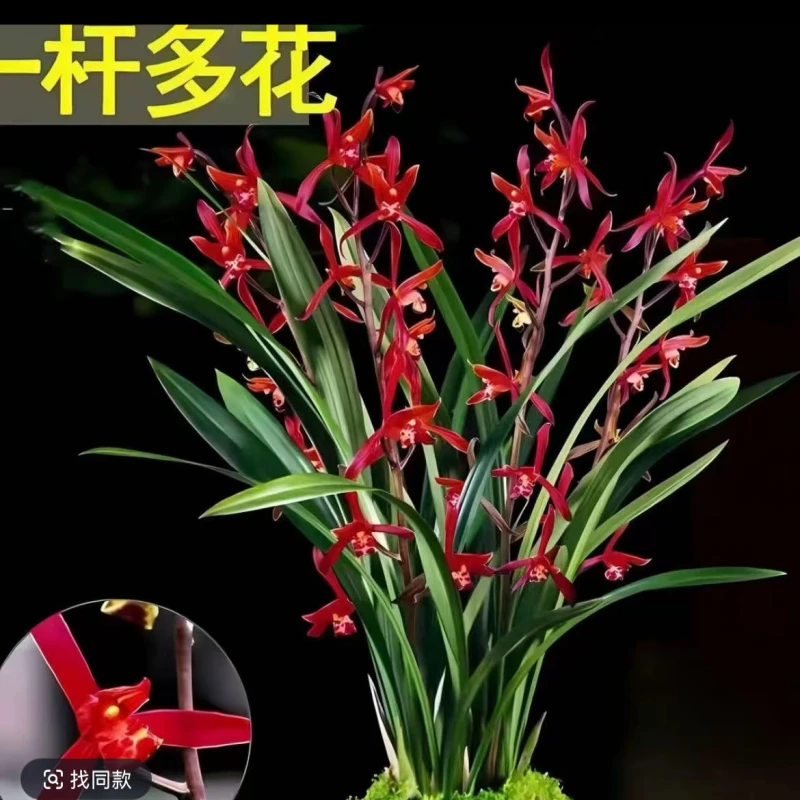 【6-8苗】室内花卉红双喜樱花神童冠墨兰盆栽四季常青适合阳台办公