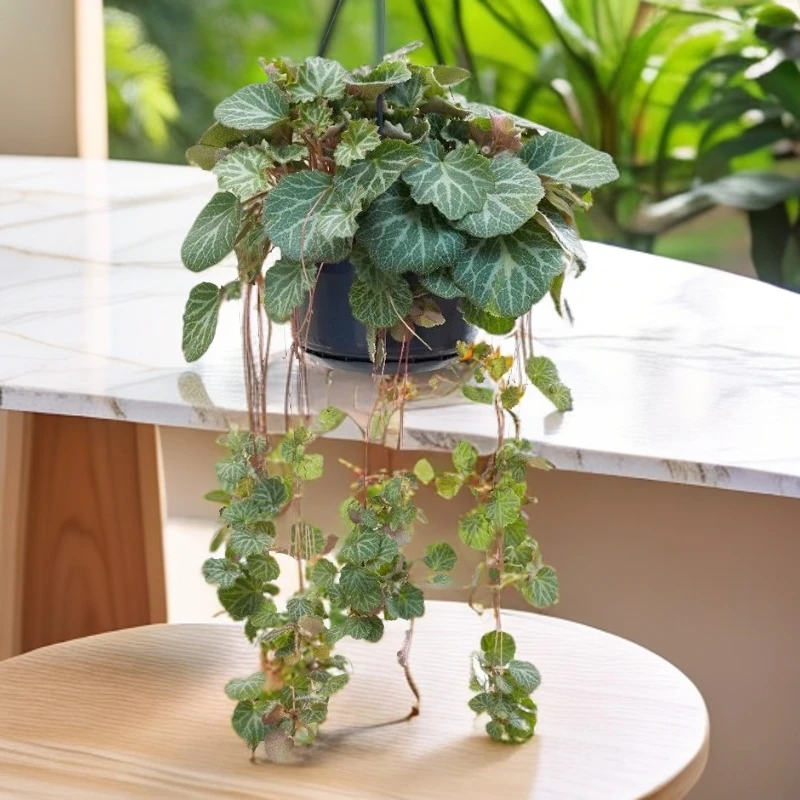 虎耳草金丝荷叶金线吊芙蓉假山附石鱼缸花园绿植盆栽现摘容易