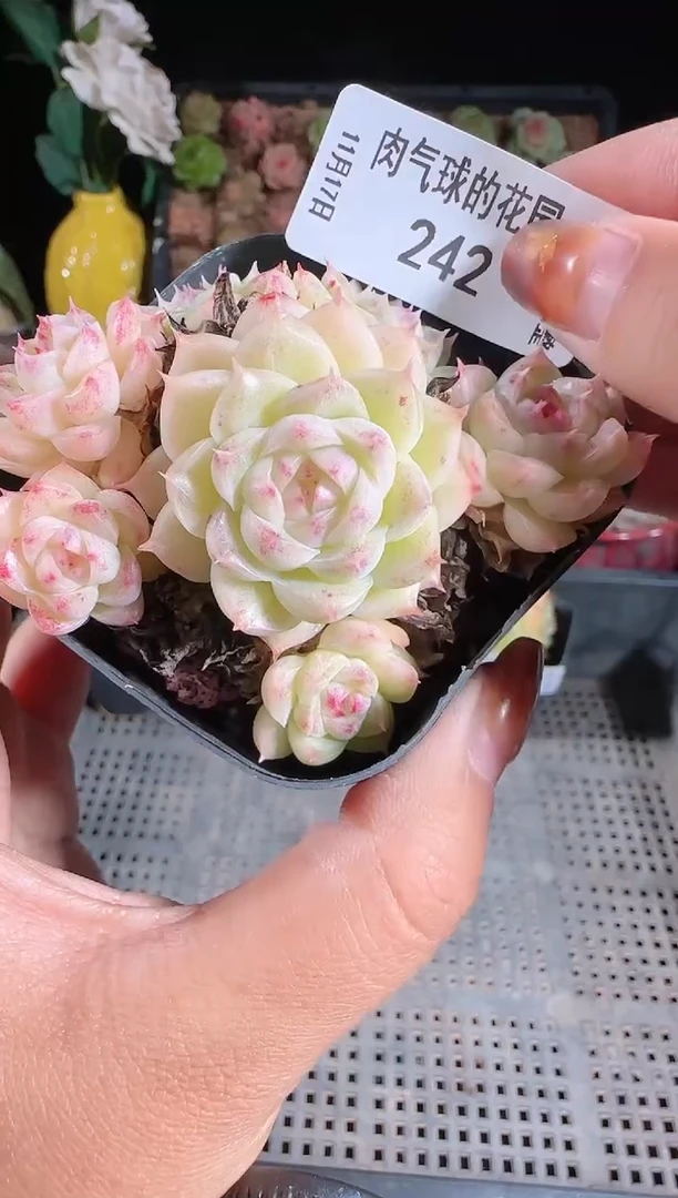 1117-242群生不包整