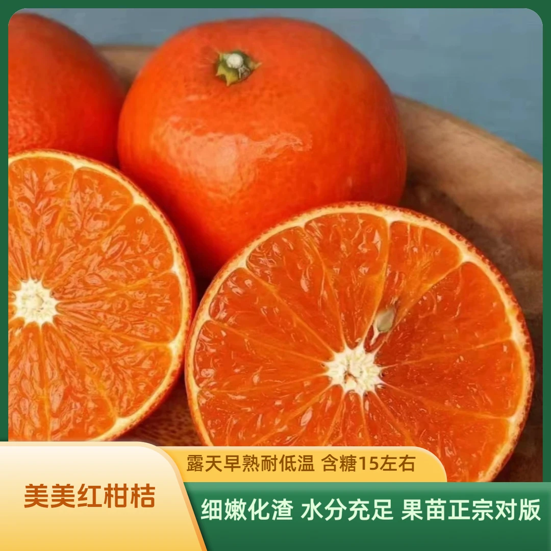 果苗/柑桔苗/美美红柑桔苗/新品种柑桔苗/早熟柑桔/正宗柑桔苗