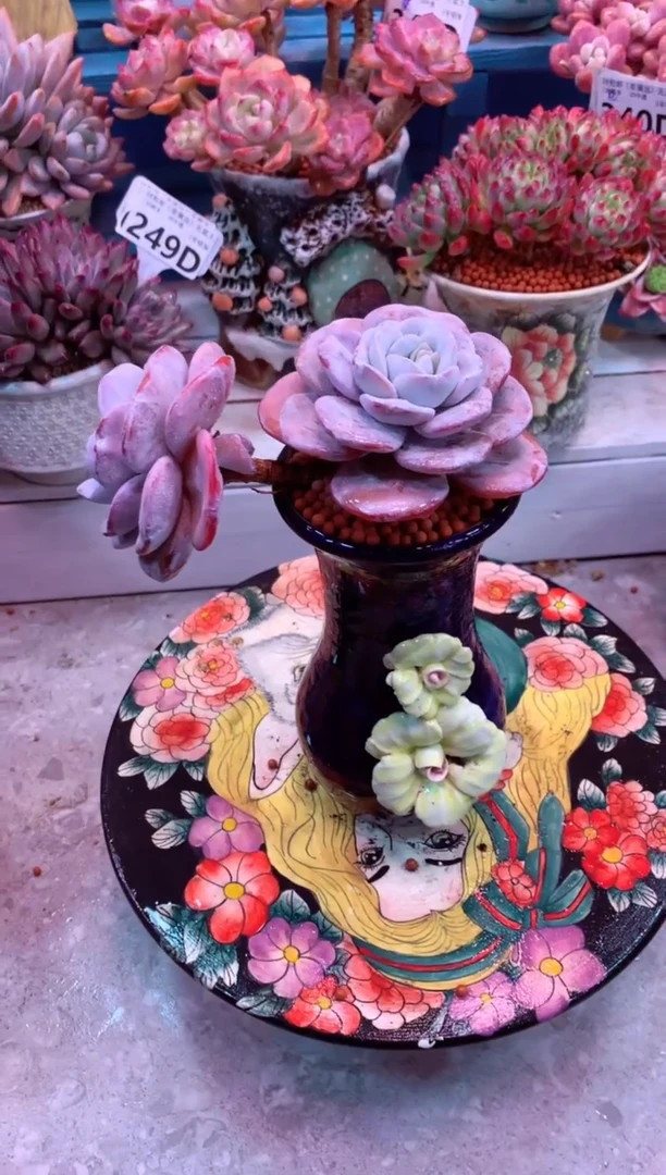 雪莲343D（一物一拍，精品多肉，w所见即所得 ）