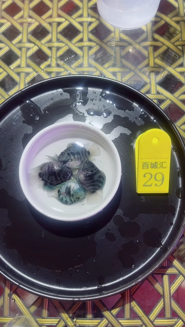 鹦鹉鱼1521615555665156