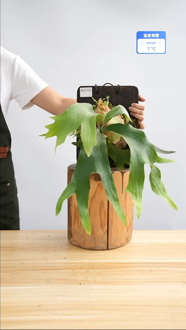 完全开放a210 银华孢子苗