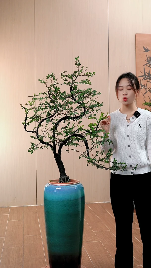 【闪购商品】广东小叶紫檀黑骨茶