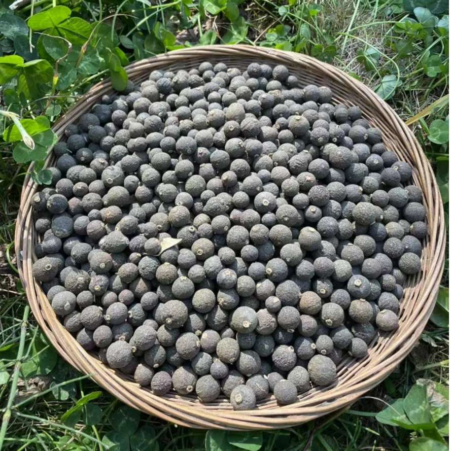 越南主播甄选小胎柑参圆形