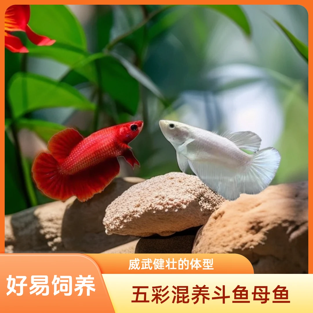 泰斗01- 50号五彩小型热带观赏鱼混养繁殖母鱼直播间选鱼