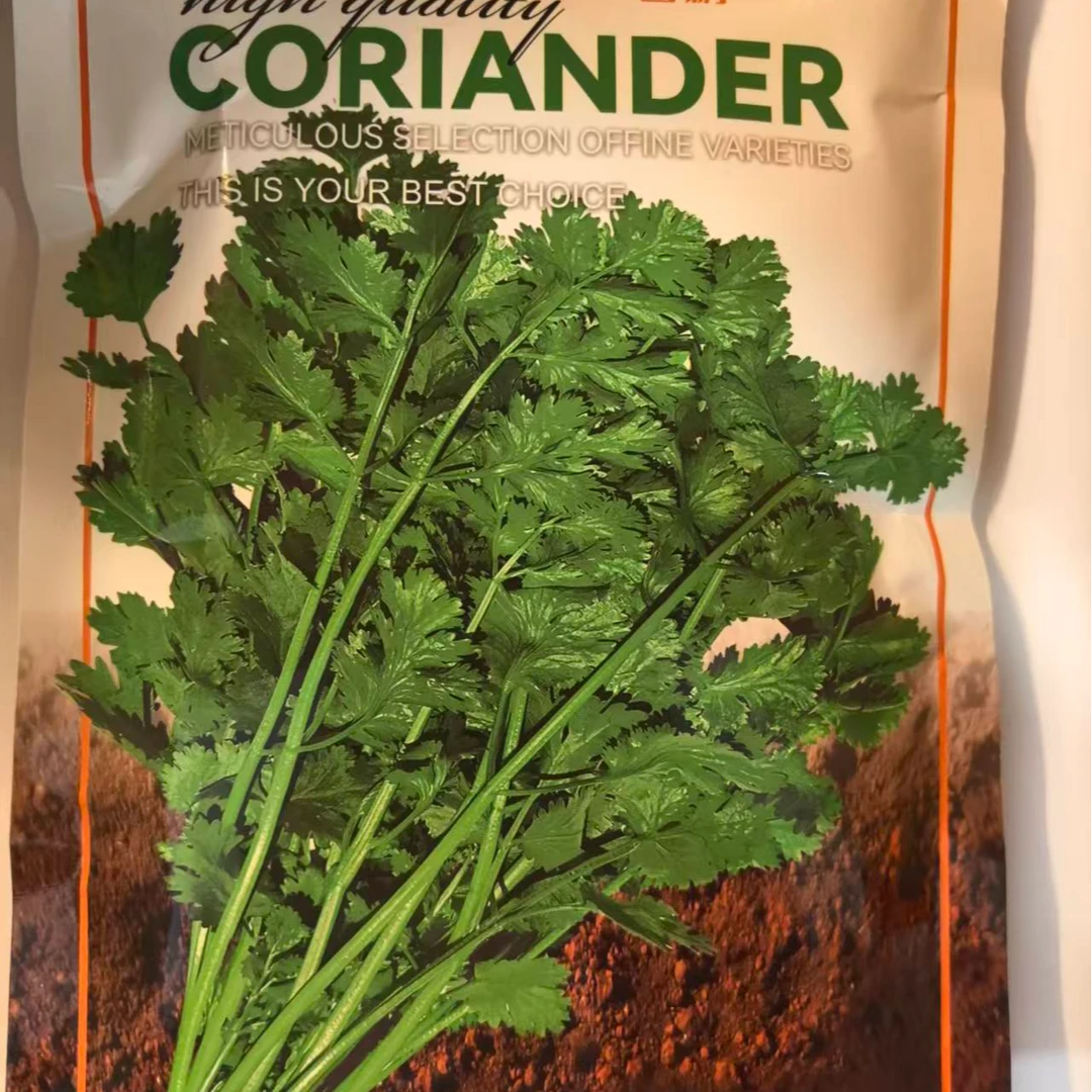 莱西铁杆青香菜四季铁杆香菜种子耐热耐寒抗抽薹铁杆香菜种子