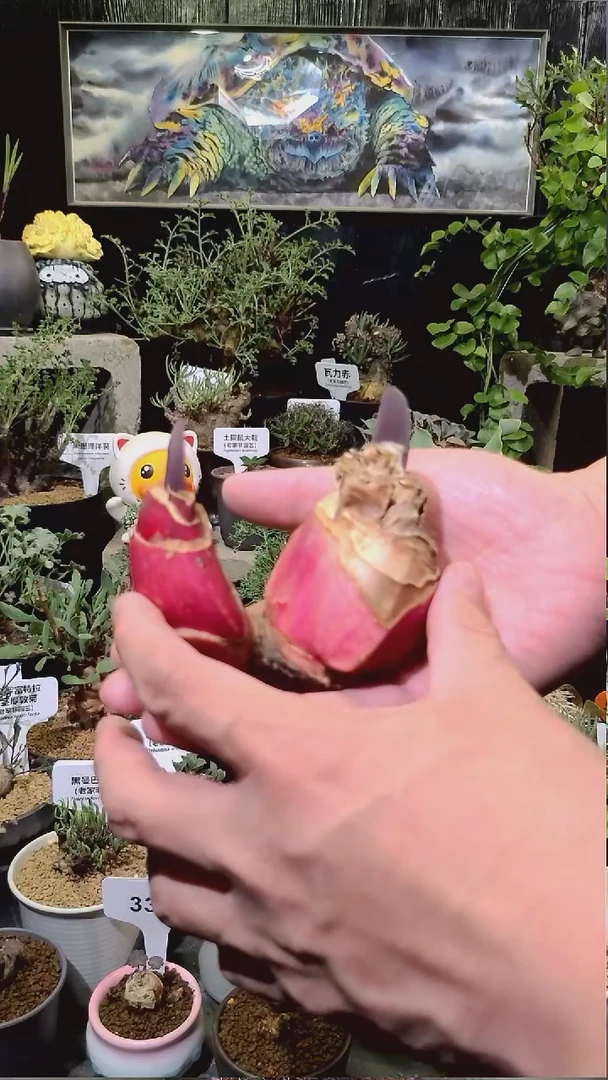 号1207福利植物双头象耳血莲