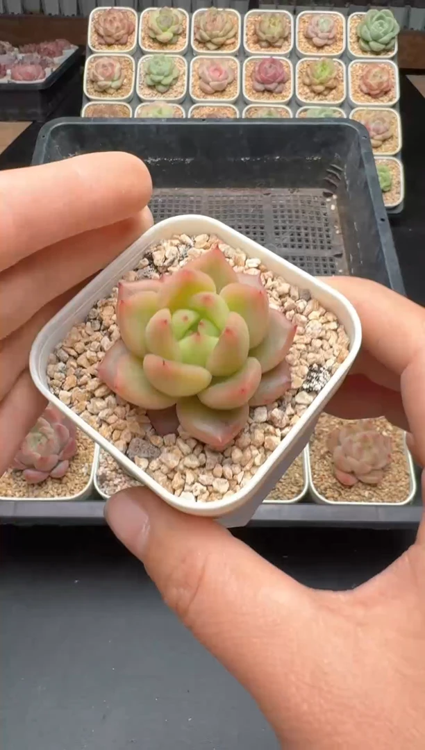 【闪购商品】458号 珍妮杂交多肉 花卉植物