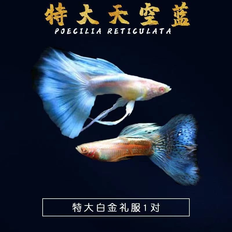 【天空蓝白】孔雀鱼观赏鱼新手好养活体宠物鱼全红大耳巴西红