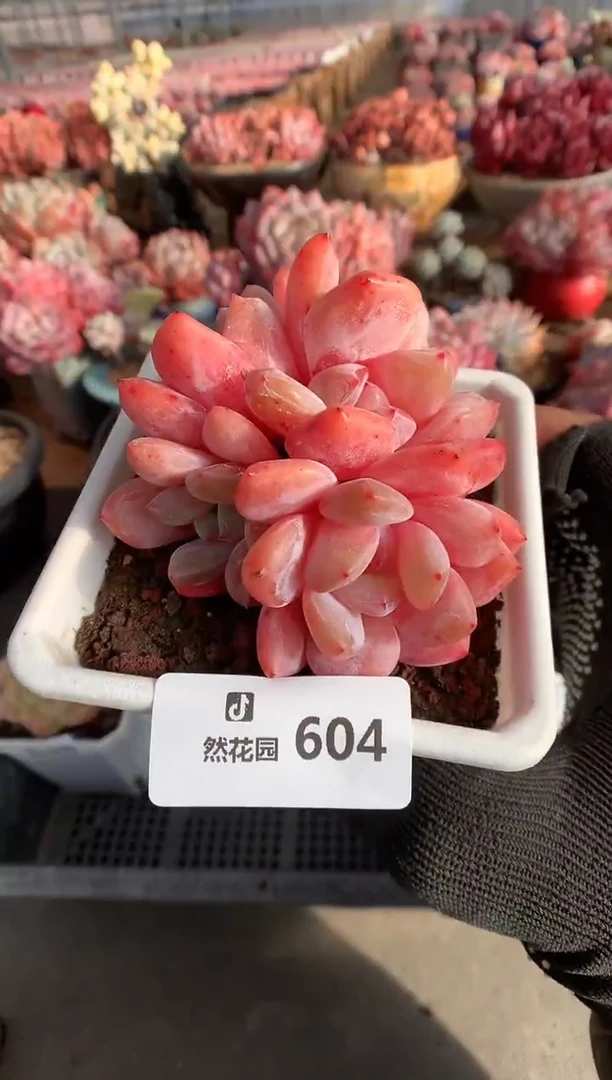 604雪天使多肉植物一物一拍